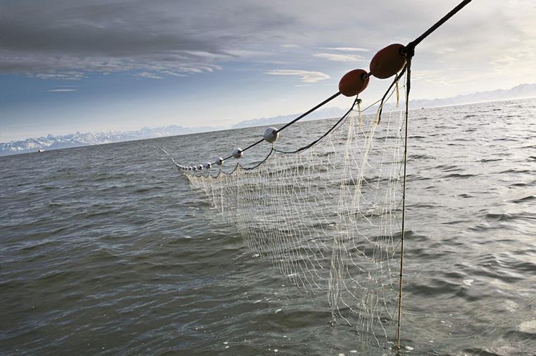Gill-netting ban would hurt commercial fishing, won't save fish 
